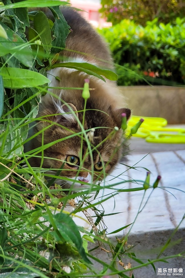 貓的成長(zhǎng)歷程（一）