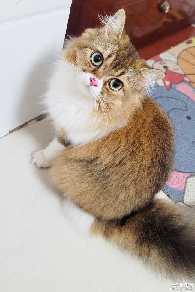 貓的成長(zhǎng)歷程（一）