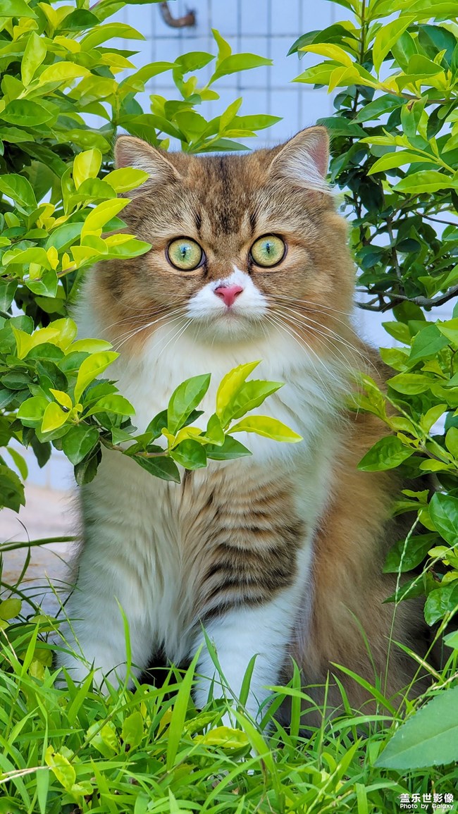 貓的成長(zhǎng)歷程（一）