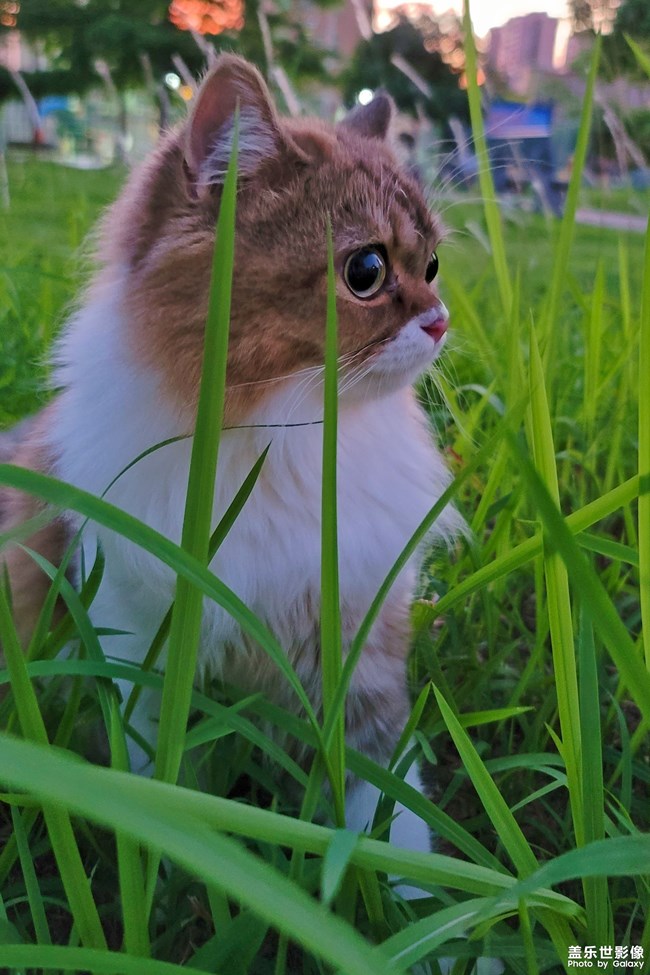 貓的成長(zhǎng)歷程（一）