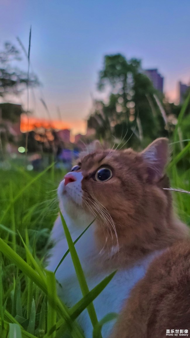 貓的成長(zhǎng)歷程（一）