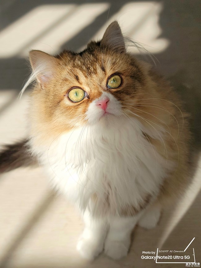 貓的成長(zhǎng)歷程（一）