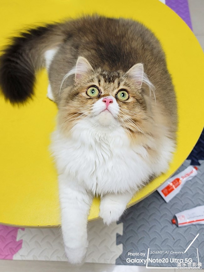 貓的成長(zhǎng)歷程（一）