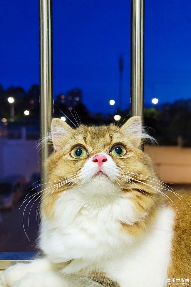 貓的成長(zhǎng)歷程（一）