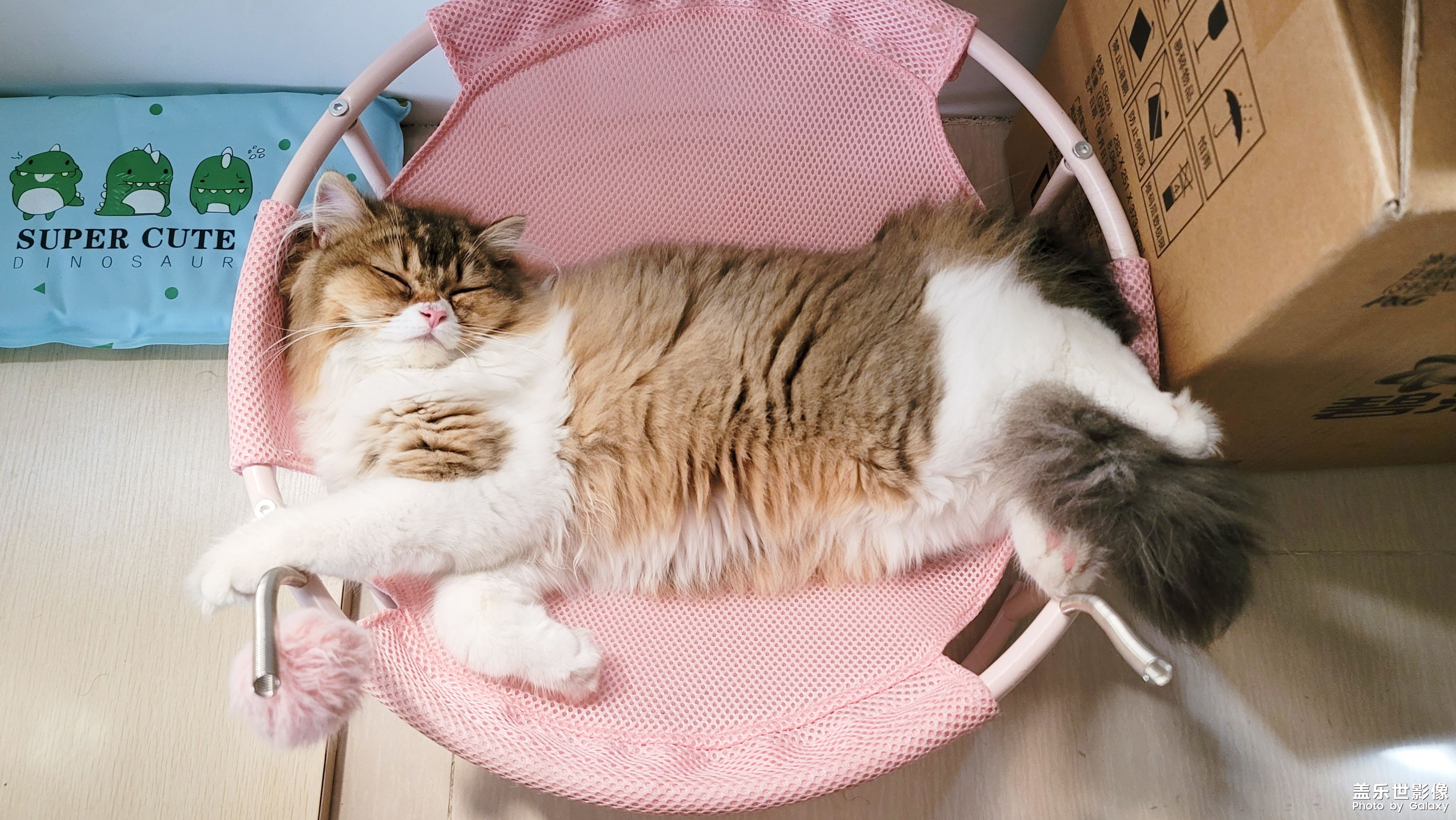 貓的成長(zhǎng)歷程（一）