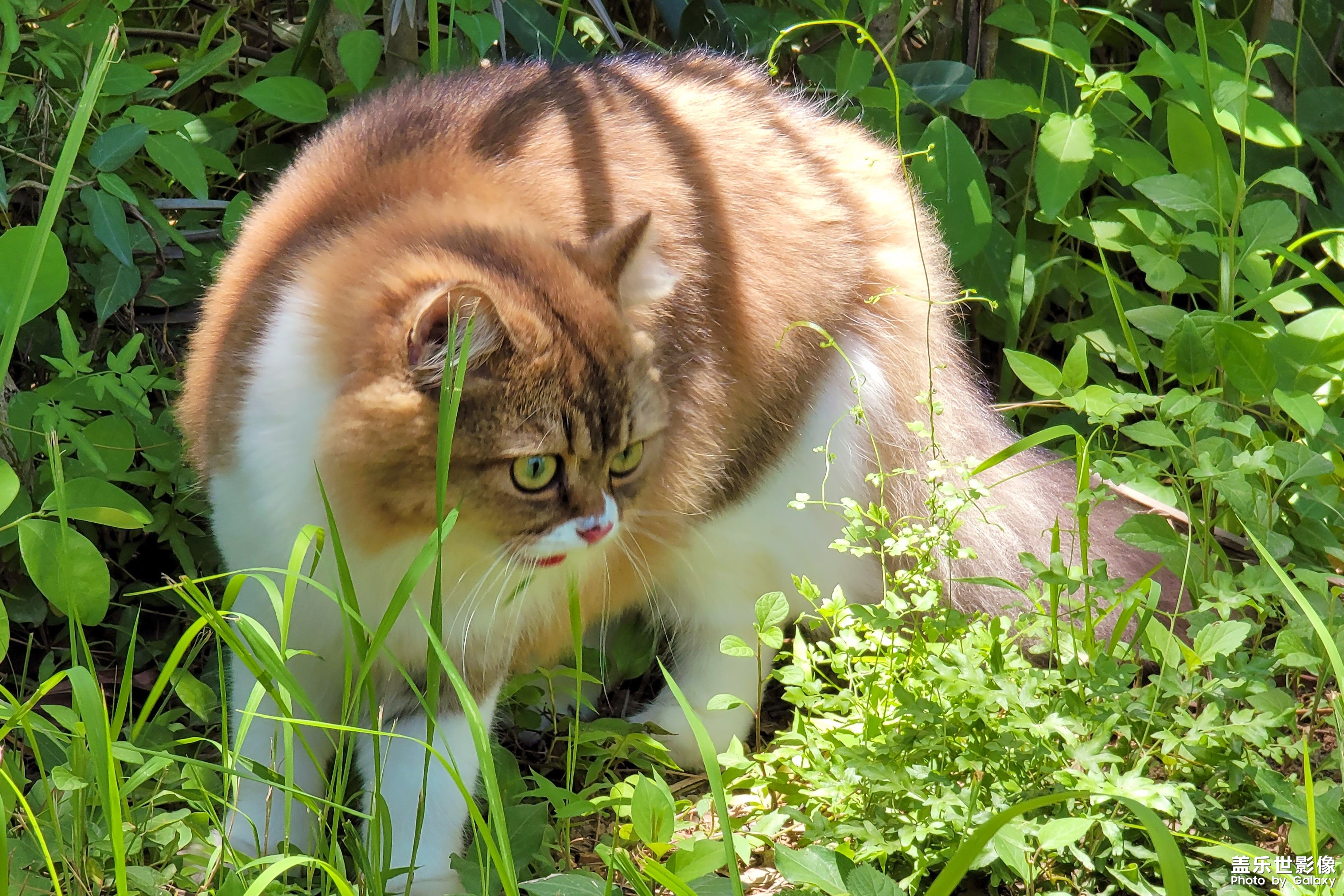 貓的成長(zhǎng)歷程（一）
