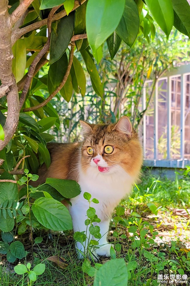 貓的成長(zhǎng)歷程（一）
