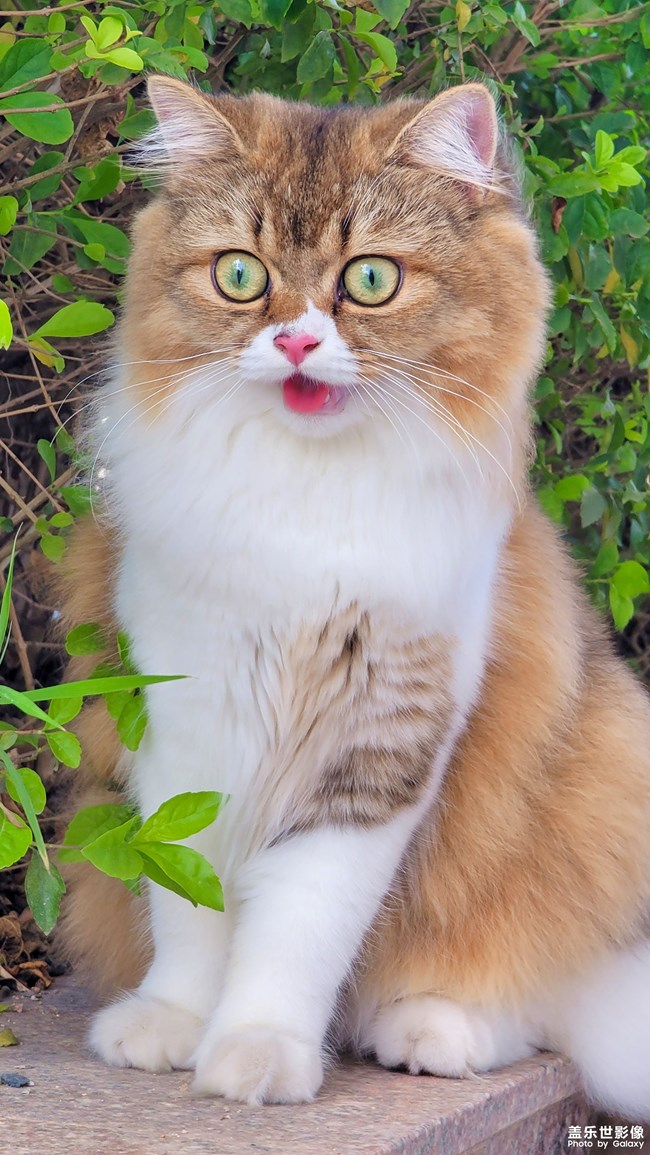 貓的成長(zhǎng)歷程（一）