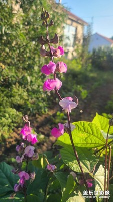 牽牛花