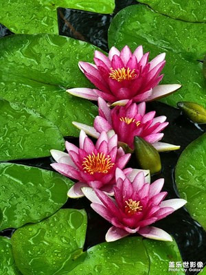 雨中蓮
