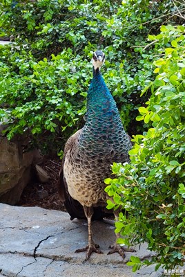 已開獎【蓋樂世影像周賽第207期】——神奇的動物