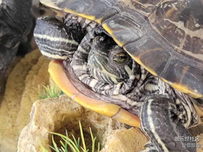 家中小景  一些小烏龜