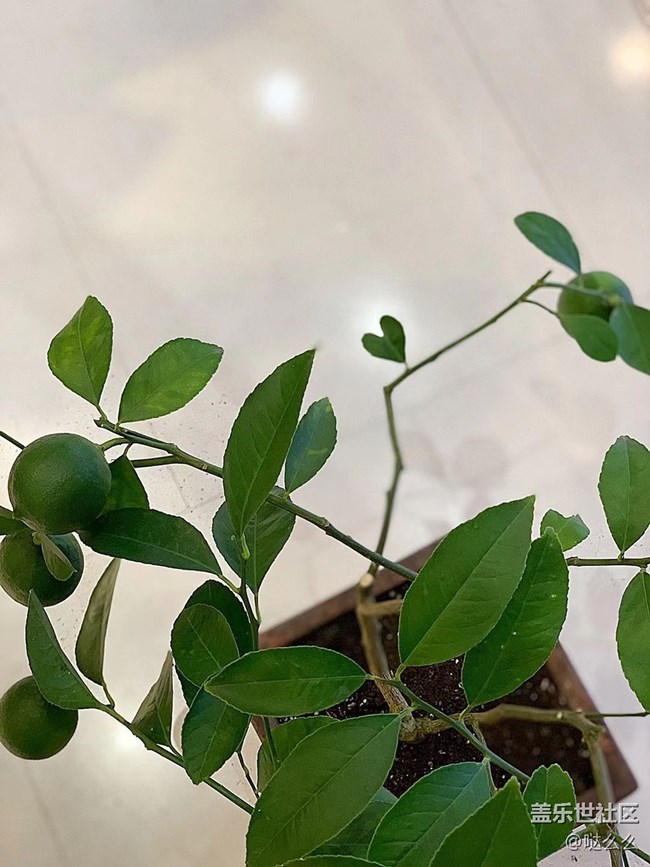 【家中小景】花花草草