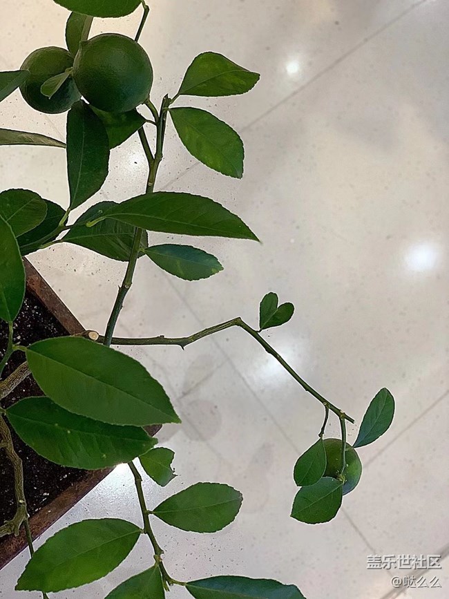 【家中小景】花花草草