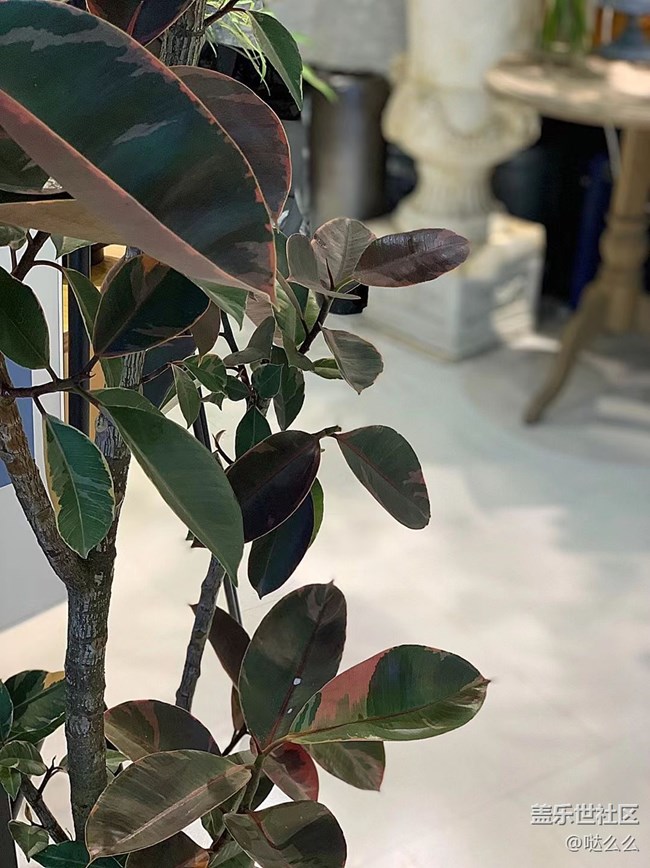 【家中小景】花花草草