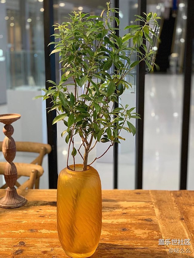 【家中小景】花花草草