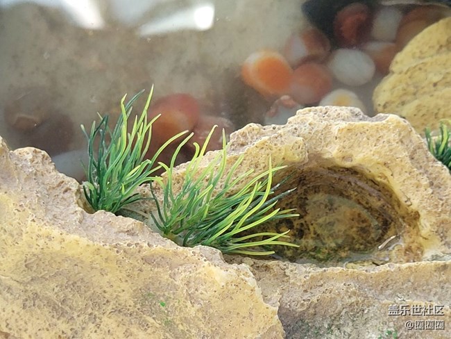 家中小景  一些小烏龜