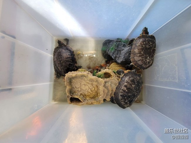 家中小景  一些小烏龜