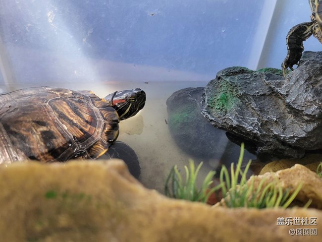 家中小景  一些小烏龜