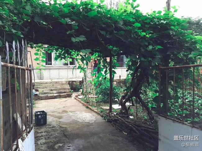 【家中小景】小菜園