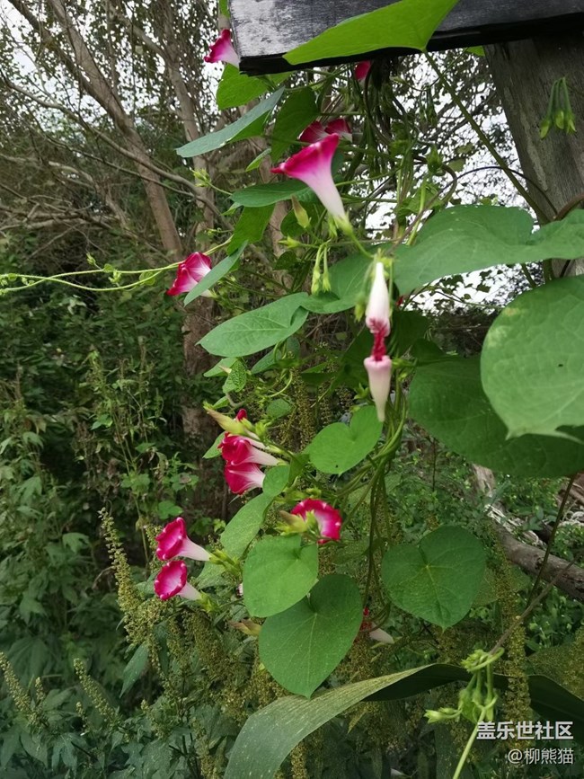 【家中小景】小菜園