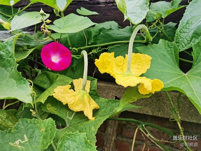 【家中小景】小菜園