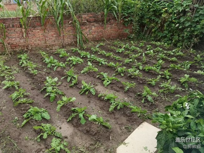 【家中小景】小菜園