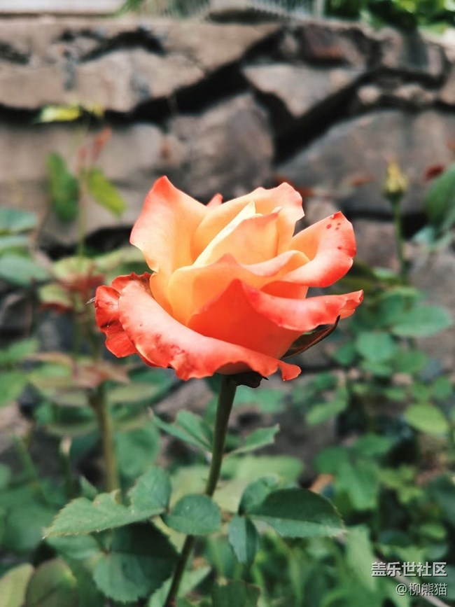 【家中小景】小菜園