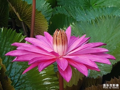 從Note9換到S21拍照效果對(duì)比