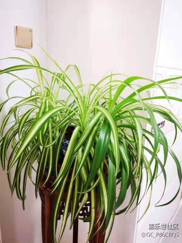 【家中小景】生活如花兒般炫爛