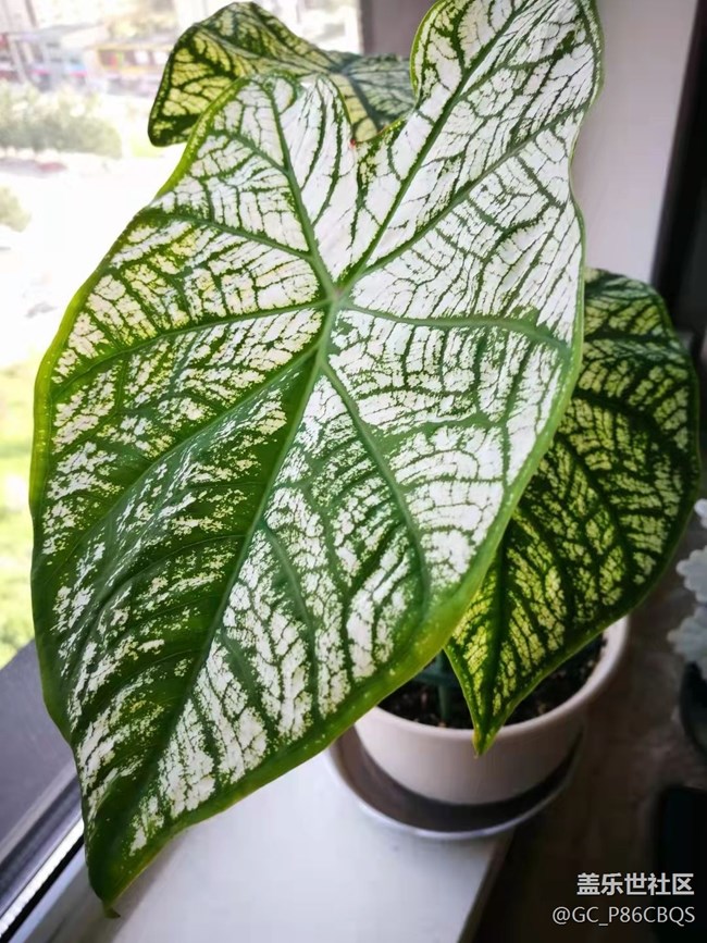 【家中小景】生活如花兒般炫爛