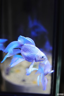 【神奇的動(dòng)物】+萌動(dòng)