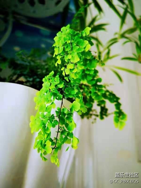 【家中小景】生活如花兒般炫爛