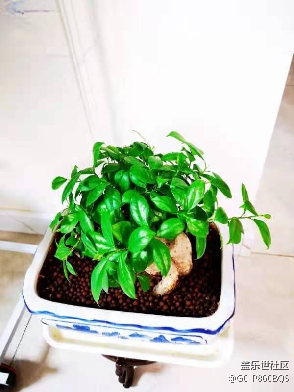 【家中小景】生活如花兒般炫爛