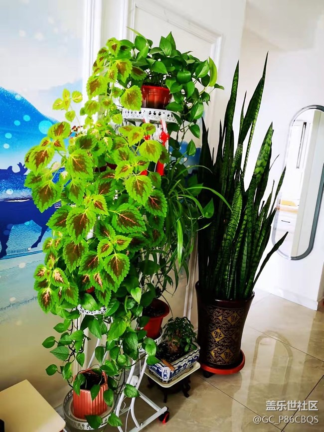 【家中小景】生活如花兒般炫爛