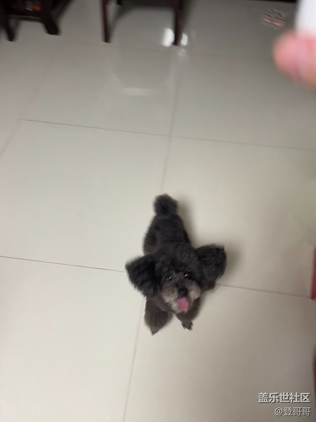 【開心一笑】多多蹦蹦跳