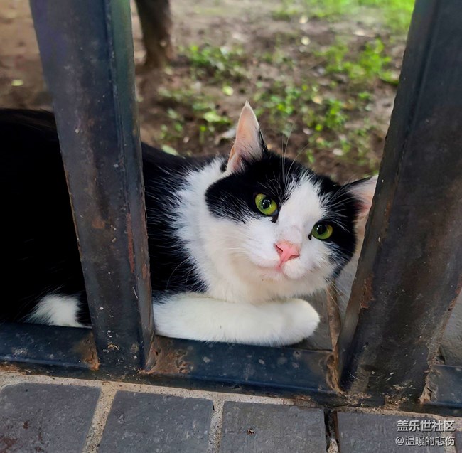 已開獎【寵物9月第二期】萌寵瞬間