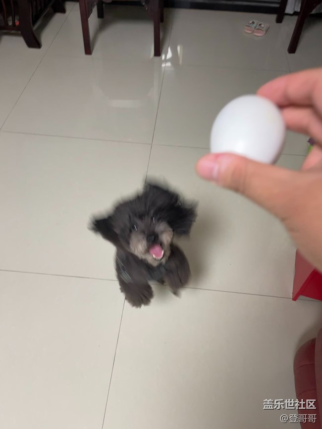 【開心一笑】多多蹦蹦跳