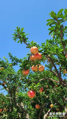 華清宮