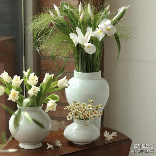 【家中小景】花 (＾▽＾) 草