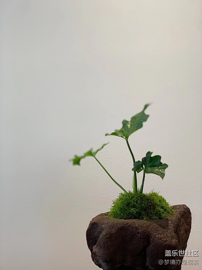 【家中小景】花 (＾▽＾) 草