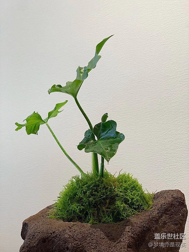 【家中小景】花 (＾▽＾) 草