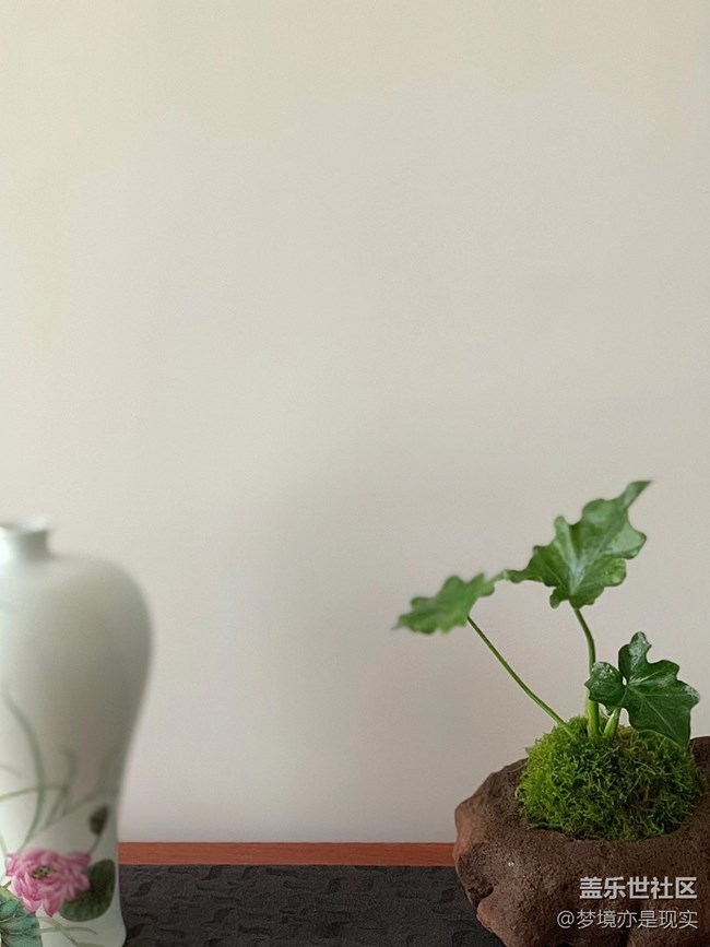 【家中小景】花 (＾▽＾) 草