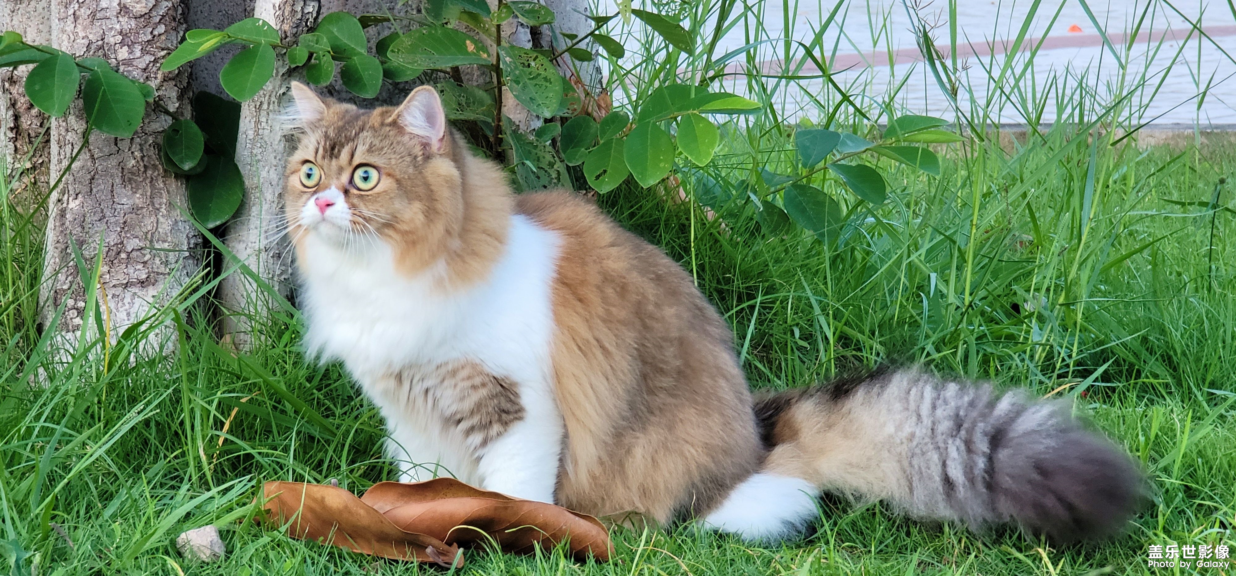 貓的成長歷程（二）