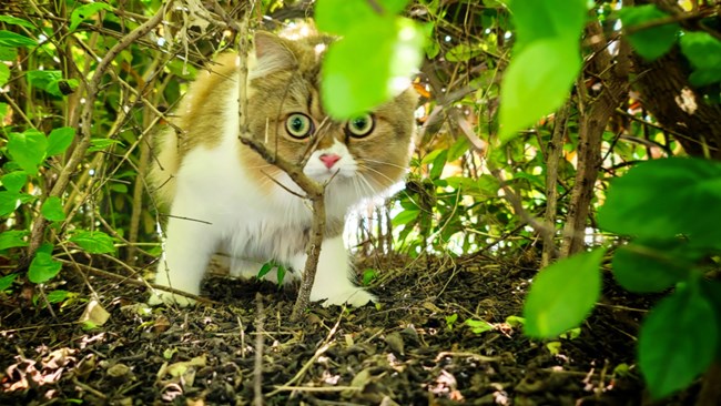 貓的成長歷程（二）