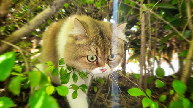 貓的成長歷程（二）