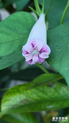 花牽?；ㄆ羻?？好美