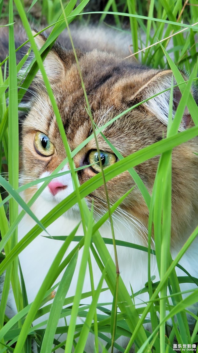 貓的成長歷程（二）