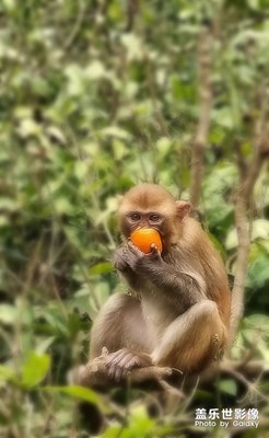 [神奇的動物]—金花鼠和猴