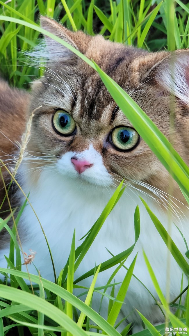 貓的成長歷程（二）